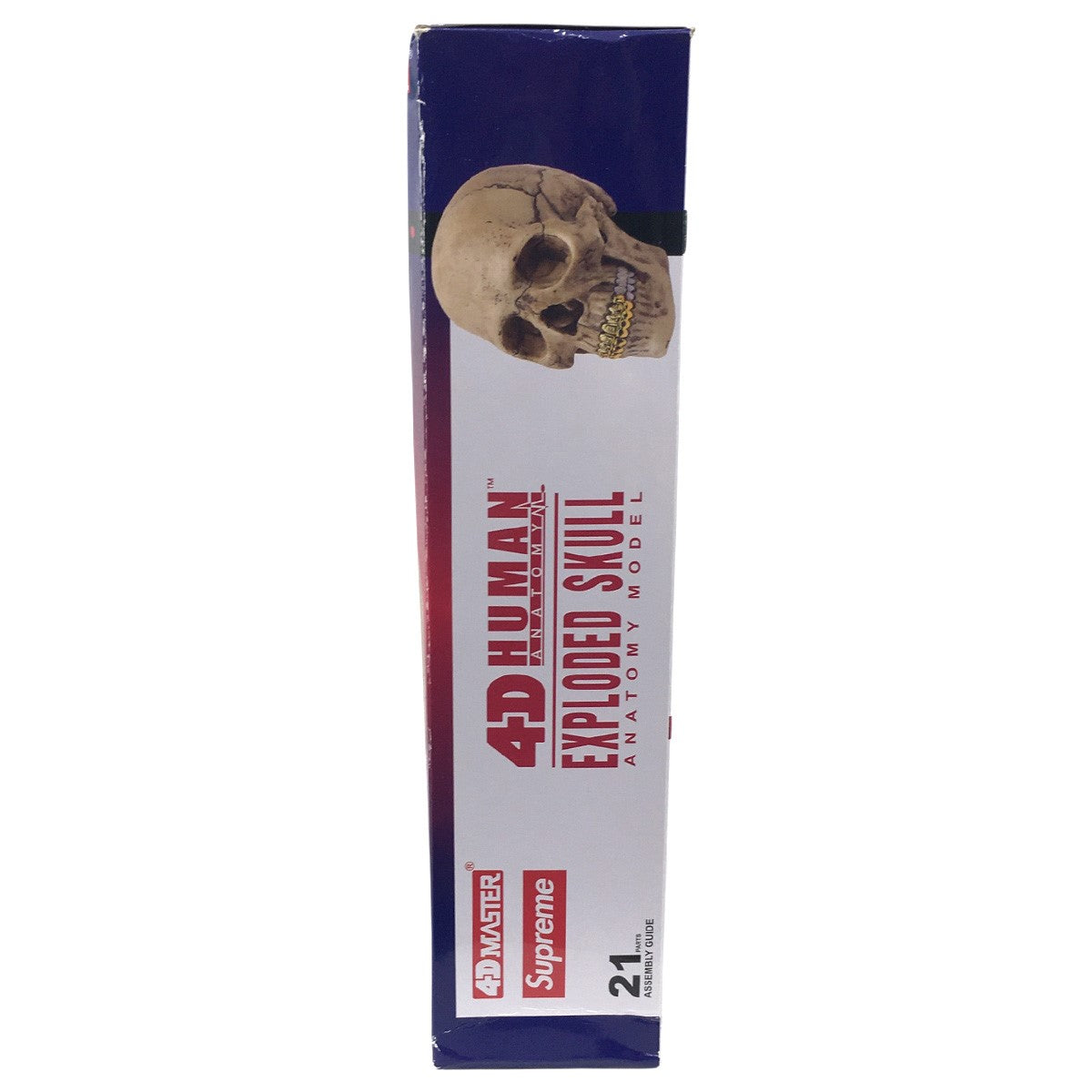 24AW 4D Master Exploded Skull Anatomy Model4D モデル ヒューマン スカル 立体パズル