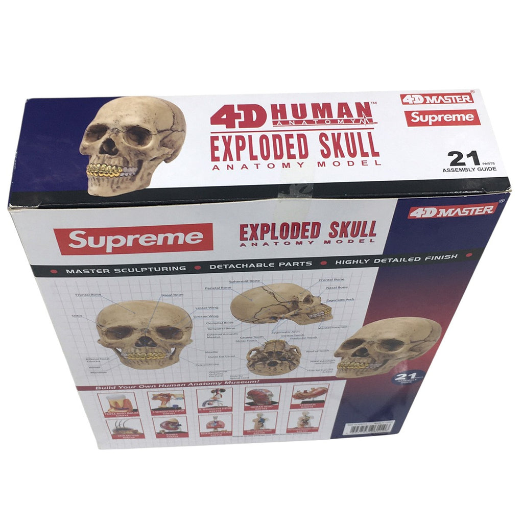 Supreme 24AW 4D Master Exploded Skull Anatomy Model4D モデル