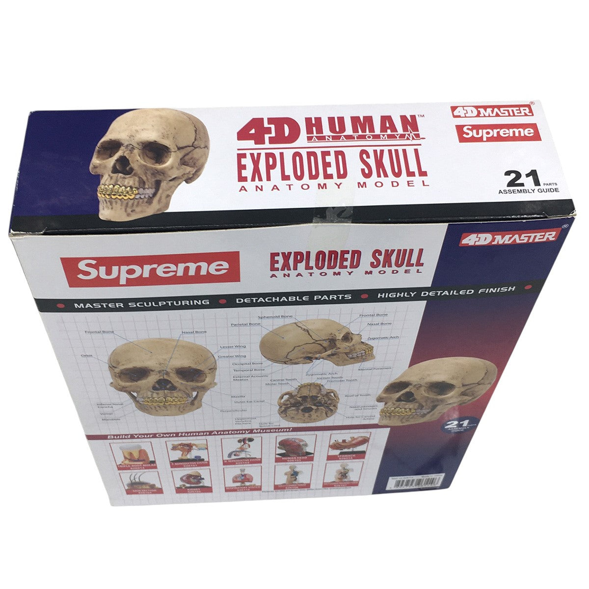 24AW 4D Master Exploded Skull Anatomy Model4D モデル ヒューマン スカル 立体パズル